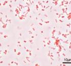 SALMONELLA